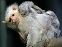 Zoo na Svatm Kopeku u Olomouce slav nov prstky - mal Kosmany stbit. Vzcn a ohroen opice pat k nejmenm na svt.