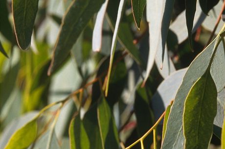 Blahoviník kulatoplodý (Eucalyptus globulus)