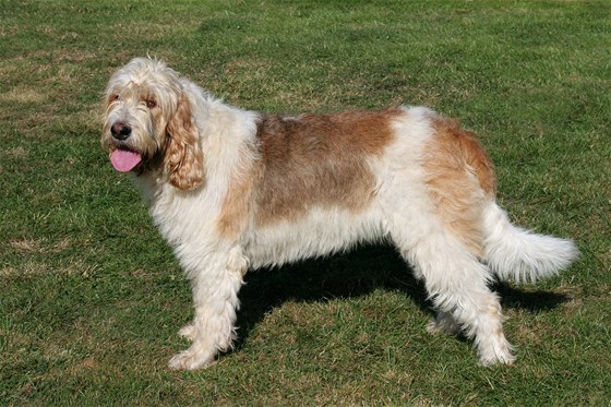 Otterhound (Vydra)