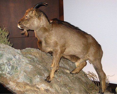 Rekonstrukce pravdpodobnho vzhledu kozy, kter obvala Balery, v barcelonskm vdeckm muzeu CosmoCaixa
