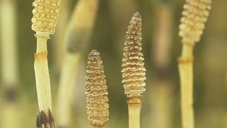 Peslika rolní (Equisetum arvense)