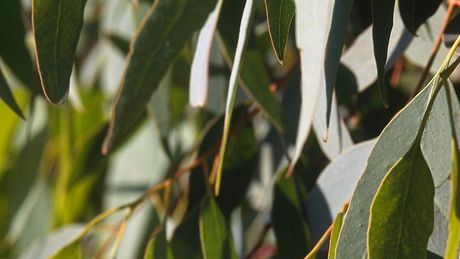Blahoviník kulatoplodý (Eucalyptus globulus)
