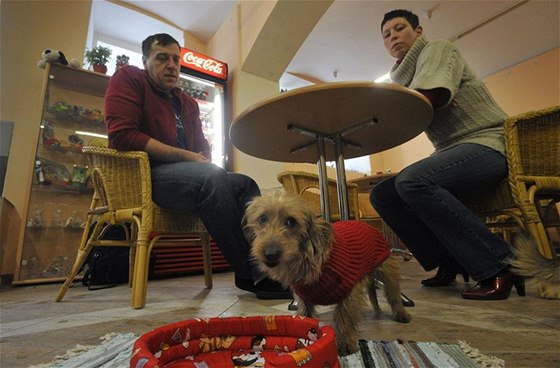 Souástí psí kavárny je kadenický salon, kde pejskm upravují i dobarvují srst