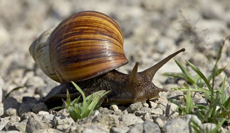 V Petrohradu pomáhají monitorovat istotu vzduchu obí neci rodu Achatina. Ilustraní foto