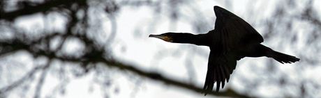 Kormoráni zpsobují jihomoravským rybám obrovské kody. Z eky Dyje u napíklad vymizel kdysi bný lipan a v posledních letech i pstruh. Ilustraní foto