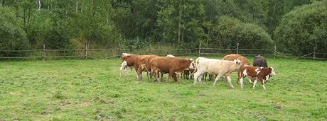 Stádo krav zejm uteklo z oplocené ohrady na Bruntálsku (ilustraní snímek)