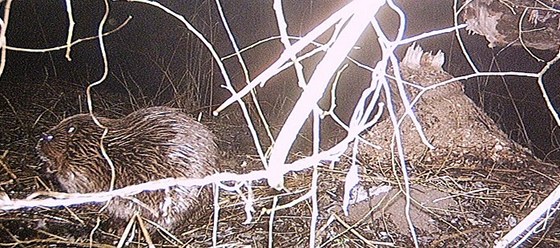 V lokalit Devíti mlýn v Národním parku Podyjí se poprvé podailo vyfotografovat bobra.
