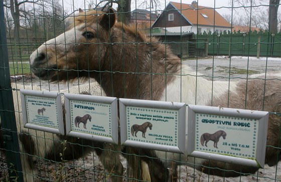 Výbh poník v zoo Ohrada.