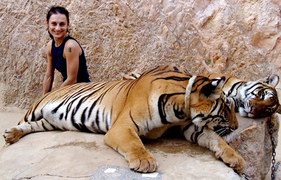 Thajsko, tygí kláter Pha Luang Ta Bua. Pohladit si tygra je pro mnohé turisty silný záitek