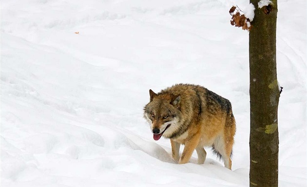 Bavorský les. Areál zvíecích výbh nedaleko obce Ludwigsthal nabízí ideální podmínky pro pozorování vlk.