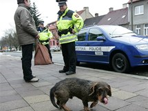 Mstsk policie kontroluje chovatele ps, zda dodruj vyhlku a uklz po svch psech.