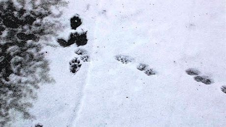 I po dvaadvaceti letech je moné v Podyjí narazit na zbytky elezné opony. (Ilustraní snímek)