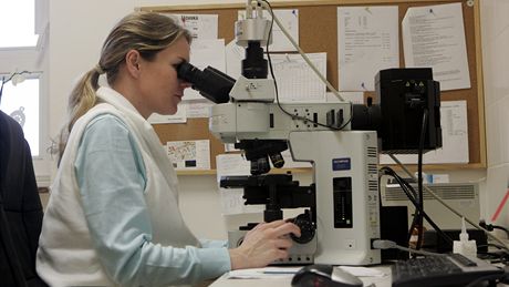 Jitka Grebeová v cytogenetické laboratoi.