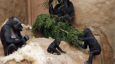 Po Tech králích si gorily pochutnaly na vtvích ze smrku ze Staromstského námstí 