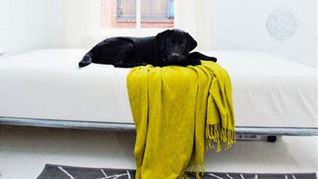 V byt ije spolu s majitelkou i její pes