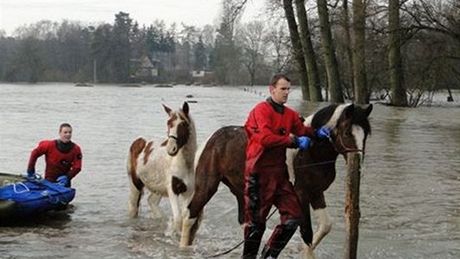 Záchrana koní ze zatopené louky v Blen na Královéhradecku (16.1. 2011)
