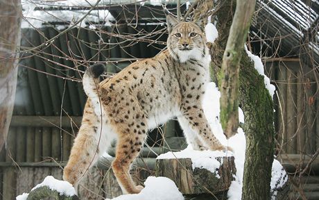 Pracovníci Zoo Ohrada pustili k sob do výbhu mladého samce Doxe a samiku Sedmiku.