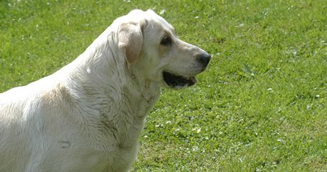 Labrador (ilustraní snímek)