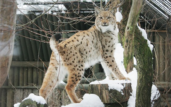 Pracovníci Zoo Ohrada pustili k sob do výbhu mladého samce Doxe a samiku Sedmiku.