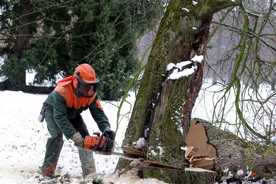 Kácení a proezávání strom v Podzámecké zahrad v Kromíi.