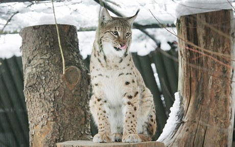 Pracovnci Zoo Ohrada pustili k sob do vbhu mladho samce Doxe a samiku Sedmiku.