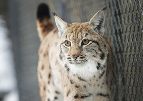 Pracovnci Zoo Ohrada pustili k sob do vbhu mladho samce Doxe a samiku Sedmiku.