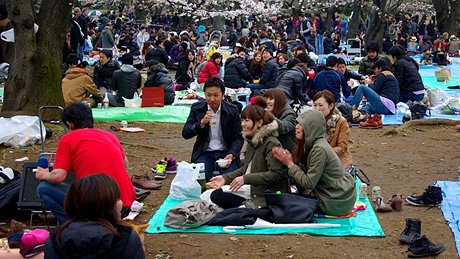 Oslavy svtku Hanami v tokijskm parku Yoyogi