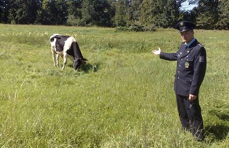 Policista ukazuje novinám býka, který na mue zaútoil