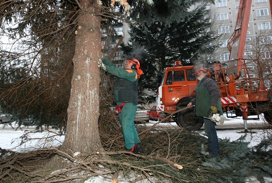 Kácení strom na sídliti v ulici U Pivovaru. Jihlava v obdoví vegetaního klidu pijde asi o 450 strom.