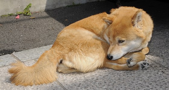 Japonské plemeno hokkaido-kena bylo minulý víkend k vidní na výstav v Brn