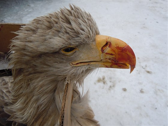 Smrteln zranná samice orla moského