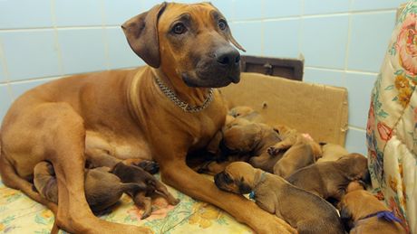 Fence rhodéského ridgebacka Sandy se v Malicích u Tábora narodilo trnáct tat.