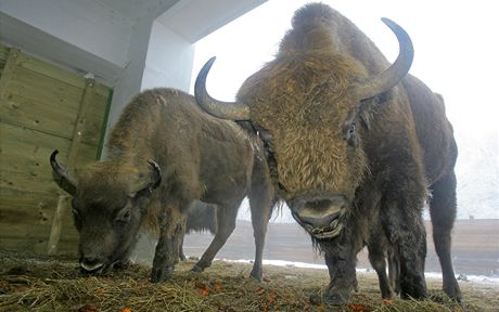 Prachatická firma GW Farma chová na své pastvin v Kianov desetihlavé stádo zubr evropských.