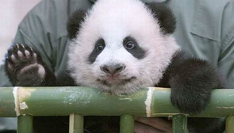 Malá pandí samika Lin-pching 