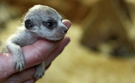 V jihlavsk zoologick zahrad se narodila tyi mlata africkch surikat.