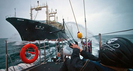 Aktivisté ze Sea Sheperd Conservation Society blokují japonskou velrybáskou lo (9. února 2011)