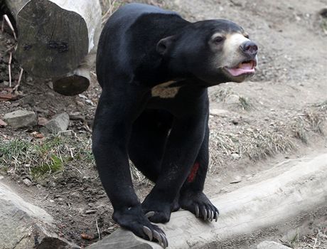 Medvdi v jihlavské zoo nespí, na zimu nejsou zvyklí.