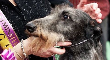 erstvý dritel titulu America's top dog, ptiletý skotský deerhound Hickory 