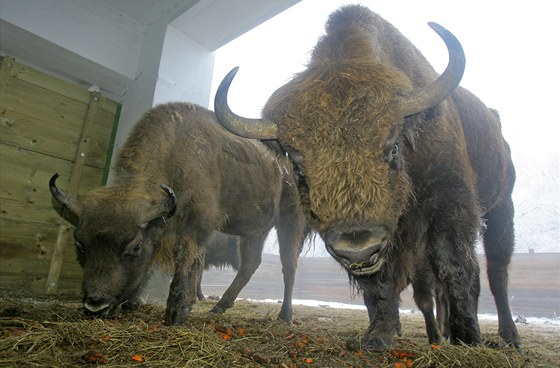 Prachatická firma GW Farma chová na své pastvin v Kianov desetihlavé stádo zubr evropských.