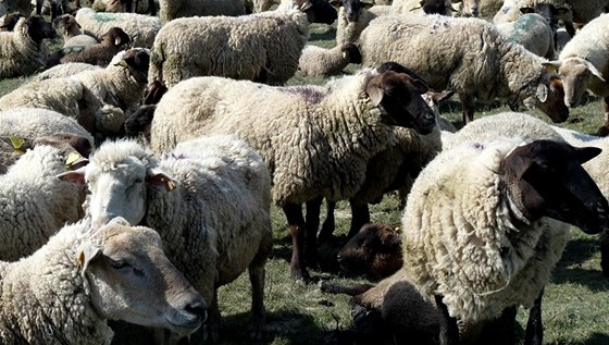 Zdrcená majitelka pila o své stádo (ilustraní foto).