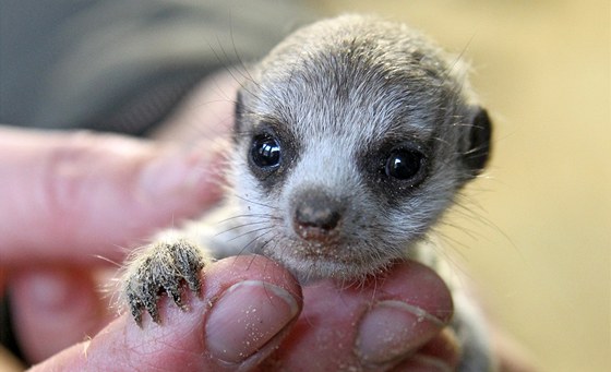 V jihlavské zoologické zahrad se narodila tyi mláata afrických surikat.