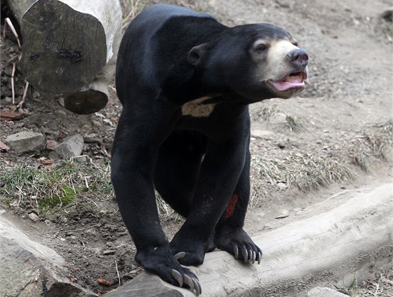 Medvdi v jihlavské zoo nespí, na zimu nejsou zvyklí.