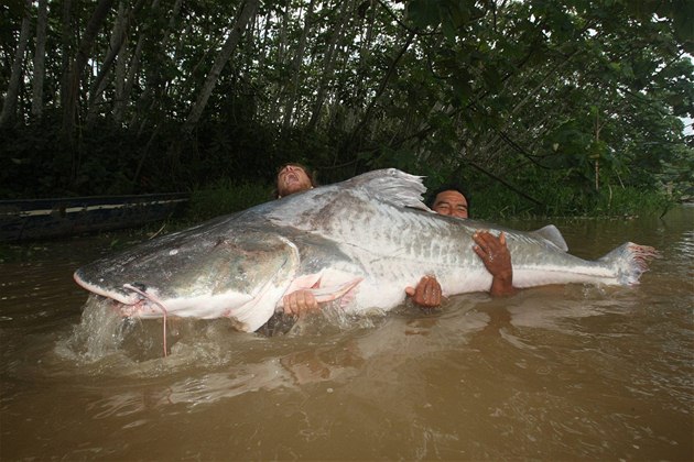 Jakub Vágner a bájná Arapaima gigas, 302 centrimetr dlouhá a 154 kilogram tká