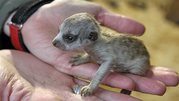 V jihlavské zoologické zahrad se narodila tyi mláata afrických surikat.