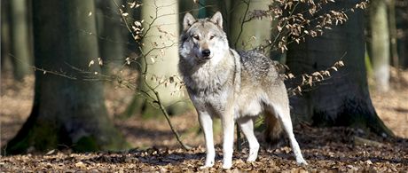 Vlk obecný (Canis lupus).