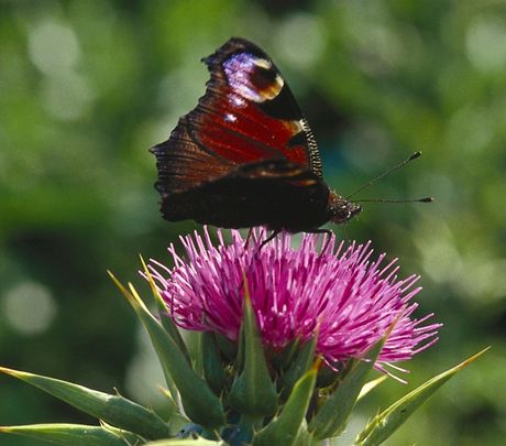 Ostropestec mariánský (Silybum marianum)