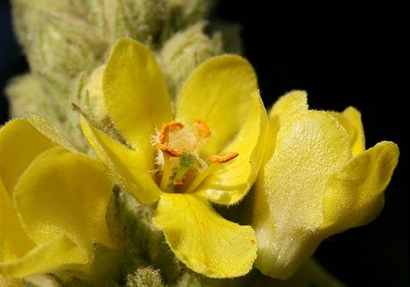Divizna velkokvtá (Verbascum densiflorum)