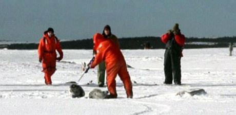 V Kanad stílí na tulen