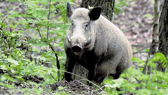 Pachové ohradníky na divoáky mstu Ústí úspch nepinesly (ilustraní snímek).