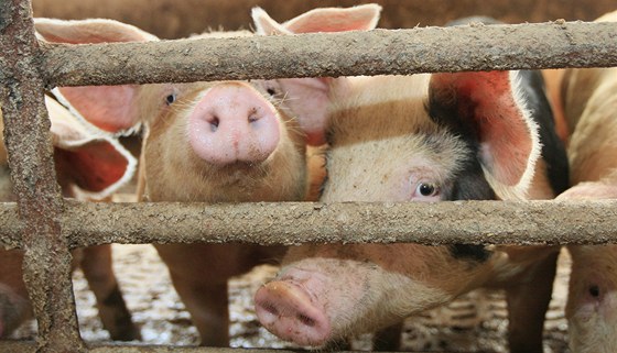 Vepové moná zdraí. Evroptí zemdlci nejspí nestihnout splnit poadvaky EU na chlívky pro prasata.